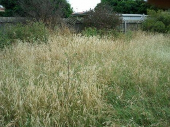 House Playground Before