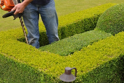 Hedge Trimming